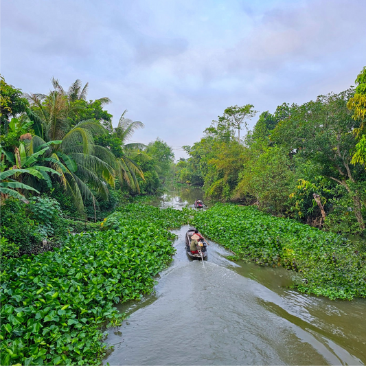 1-Day Classic Ho Chi Minh ➡️ Mekong Delta Tour Experience