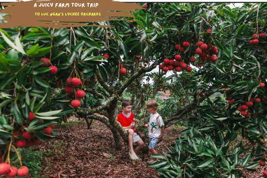 A Juicy Farm Tour Trip to Luc Ngan’s Lychee Orchards