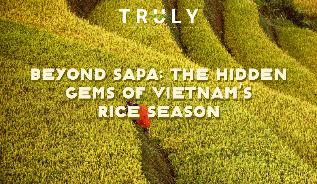 Beyond Sapa: The Hidden Gems of Vietnam’s Rice Season