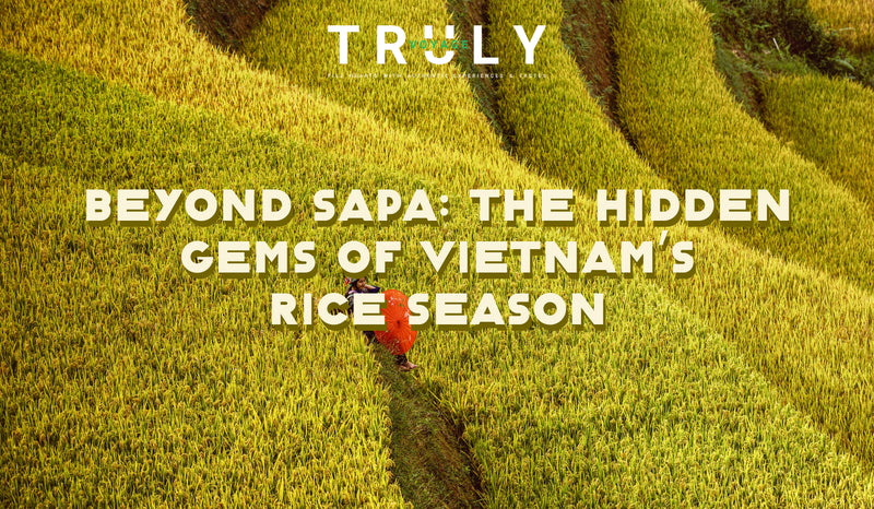 Beyond Sapa: The Hidden Gems of Vietnam’s Rice Season