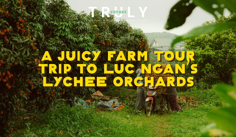 A Juicy Farm Tour Trip to Luc Ngan’s Lychee Orchards