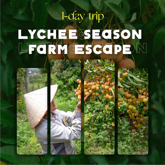 Sweet Summer Escape: Lychee Farm tour