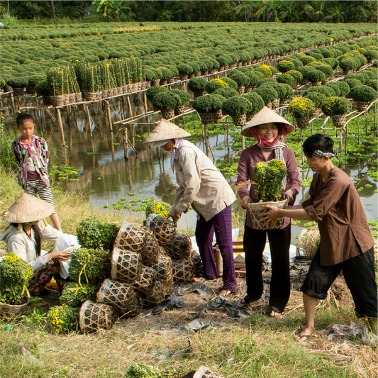 1-Day Adventure ➡️ Cu Chi Tunnels & Mekong Tour