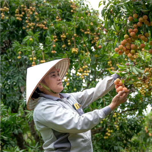 Sweet Summer Escape: Lychee Farm Tour