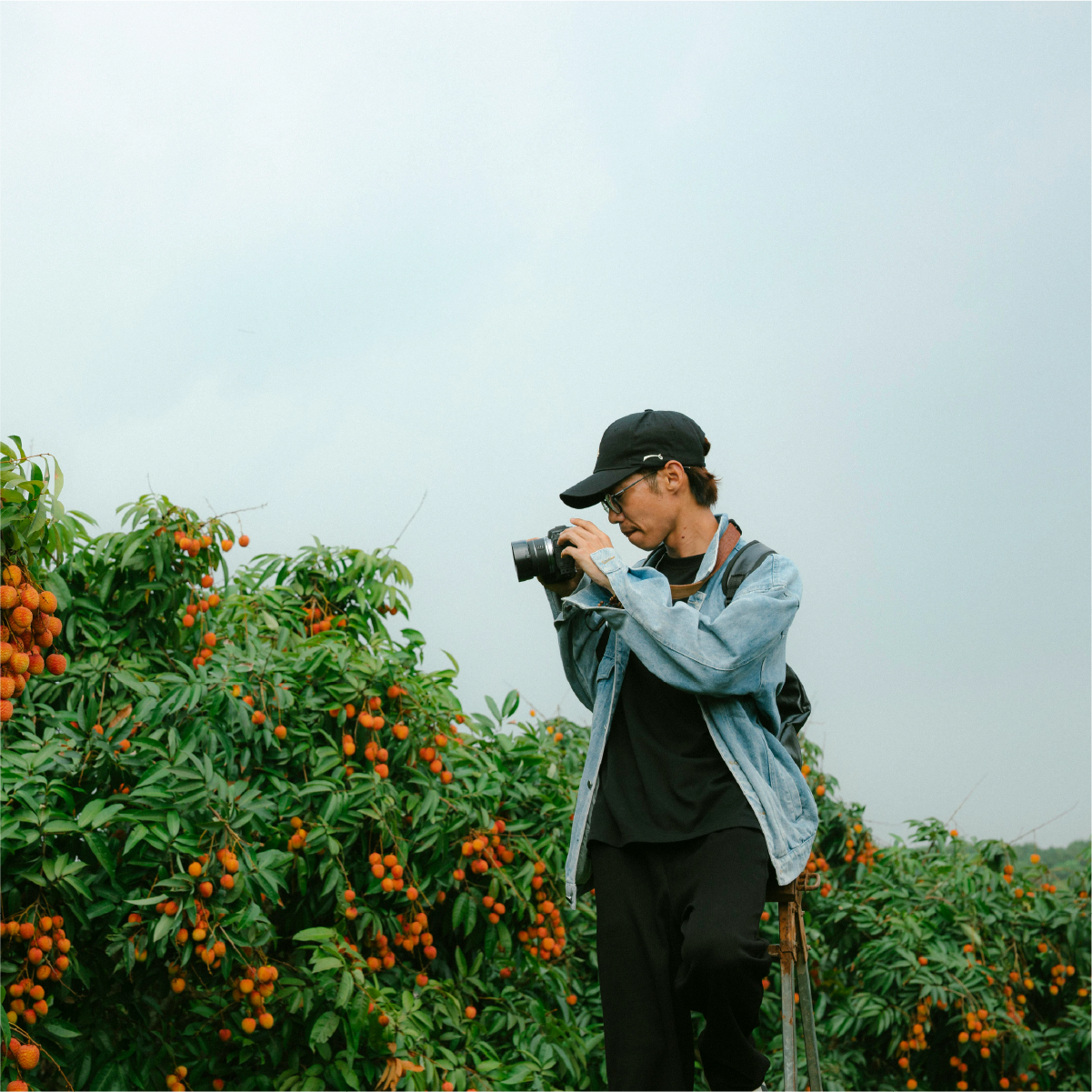 Sweet Summer Escape: Lychee Farm Tour