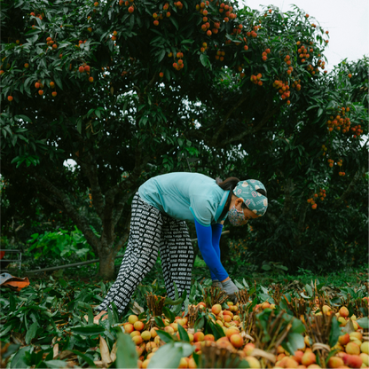 Sweet Summer Escape: Lychee Farm Tour