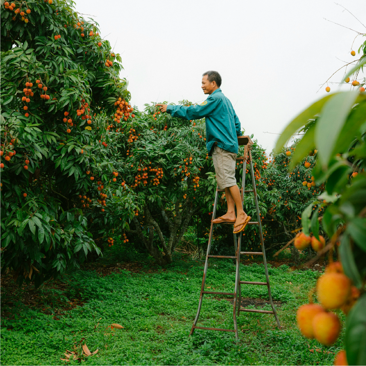 Sweet Summer Escape: Lychee Farm Tour