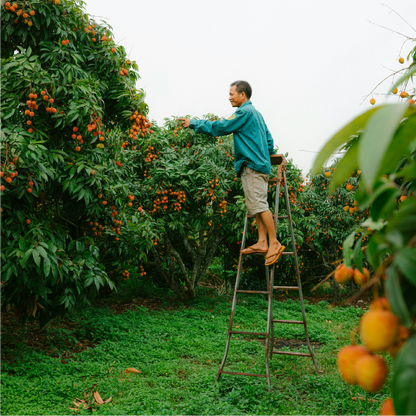 Sweet Summer Escape: Lychee Farm Tour